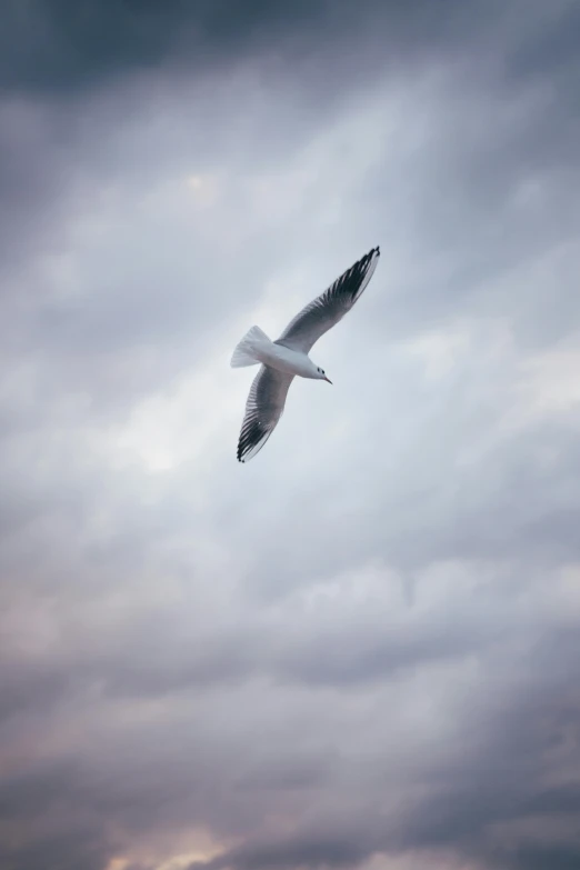 a seagull flying through a cloudy sky, by Daniel Seghers, pexels contest winner, minimalism, arms stretched wide, fine art print, high-angle, ian david soar