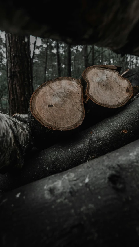 two logs stacked on top of each other in the woods, unsplash contest winner, hurufiyya, on a gray background, cuts, thumbnail, high quality photo