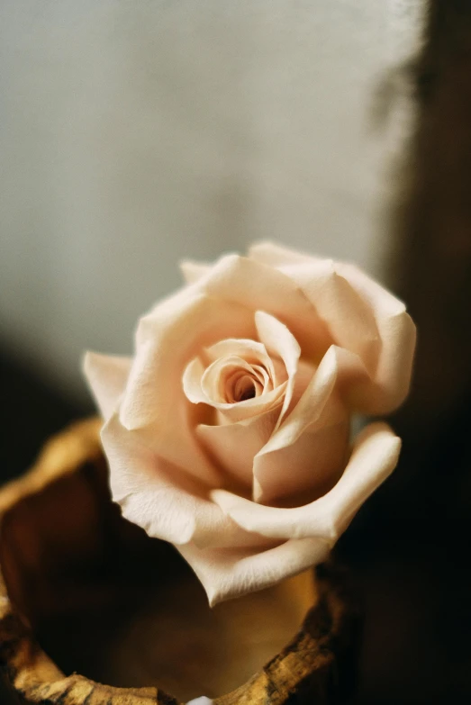 a close up of a flower in a vase, a marble sculpture, inspired by Rose O’Neill, romanticism, soft sepia tones, lapel, softly - lit, smooth matte