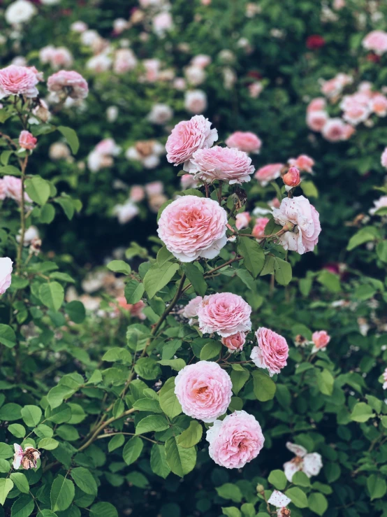 a field of pink roses with green leaves, by Carey Morris, trending on unsplash, taken on iphone 14 pro, with a soft, ornamental, 2000s photo