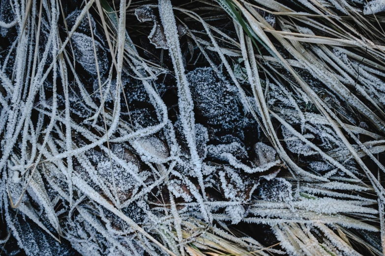 a pile of grass covered in frost next to a fire hydrant, a macro photograph, unsplash, land art, close-up print of fractured, branches wrapped, 1024x1024, close up of single sugar crystal