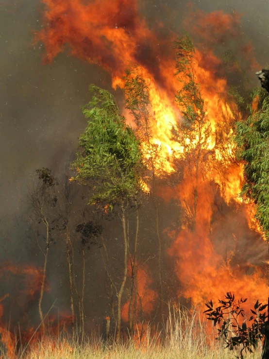 a man standing in a field with a fire in the background, amazon forest burning, slide show, profile image