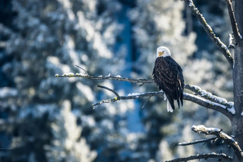 a bald eagle sitting on top of a tree branch, pexels contest winner, banff national park, frosted, fan favorite, flora and fauna