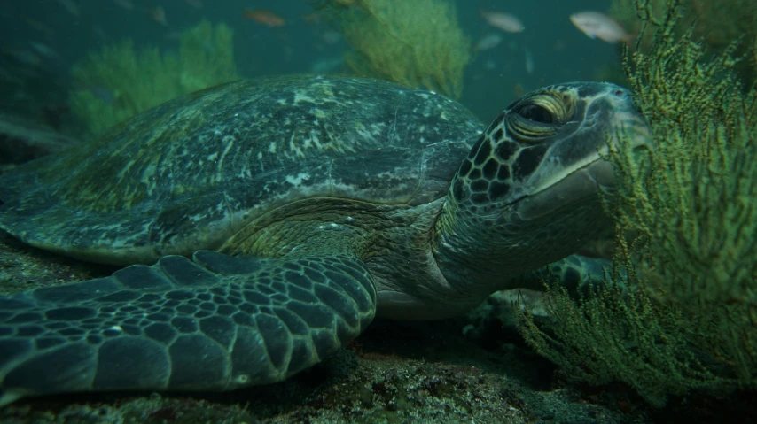 a turtle that is laying down in the water, by Gwen Barnard, pexels contest winner, hurufiyya, paua shell, closeup cinematic aquatic scene, green skinned, intricate highly detailed 8 k