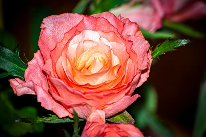 a close up of a pink rose with green leaves, by Arnie Swekel, pexels, pink and orange, various posed, warm glow, floral dream