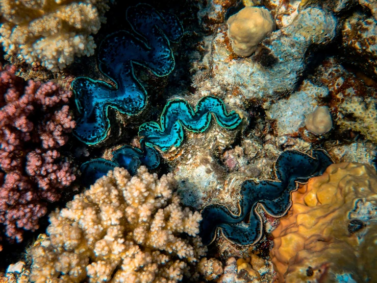 a group of clams sitting on top of a coral, by Gwen Barnard, pexels contest winner, art nouveau, blue and yellow pythons intwined, great barrier reef, colorful ravine, viewed from above