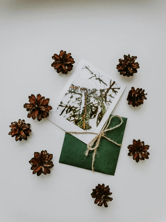 a bunch of pine cones sitting on top of a table, a photo, inspired by Eden Box, focus on card, forest green, set against a white background, ilustration