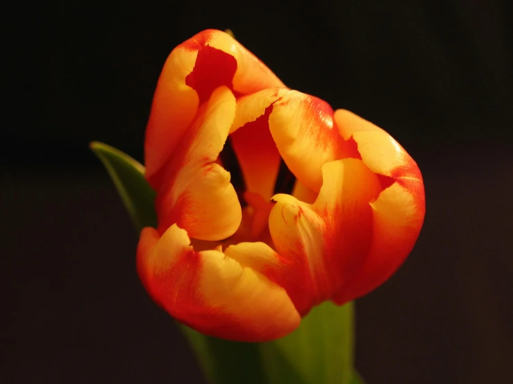 a close up of a flower in a vase, by Jan Rustem, pexels contest winner, yellows and reddish black, tulip, stunningly realistic, high angle close up shot