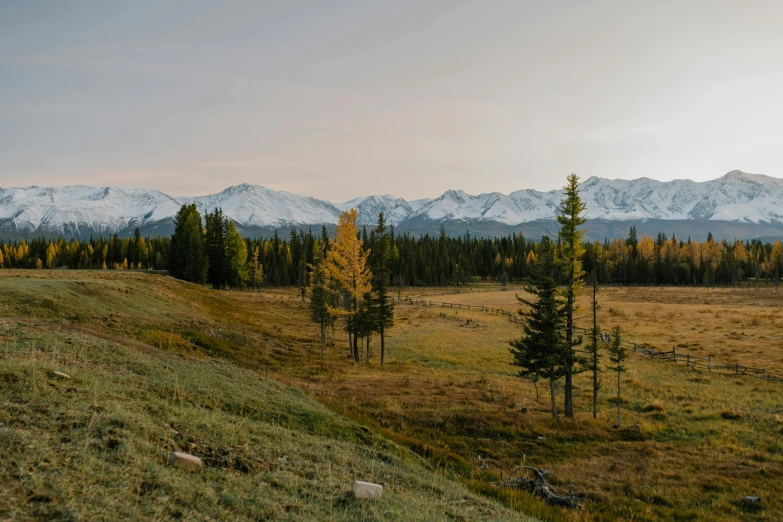 a field with trees and mountains in the background, by Brigette Barrager, unsplash contest winner, mongol, boreal forest, high above treeline, golden glow