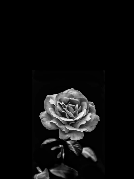 a black and white photo of a rose, a black and white photo, by Clifford Ross, minimalism, black background!!!!!, bruce penington, photo on iphone, high contrast!!