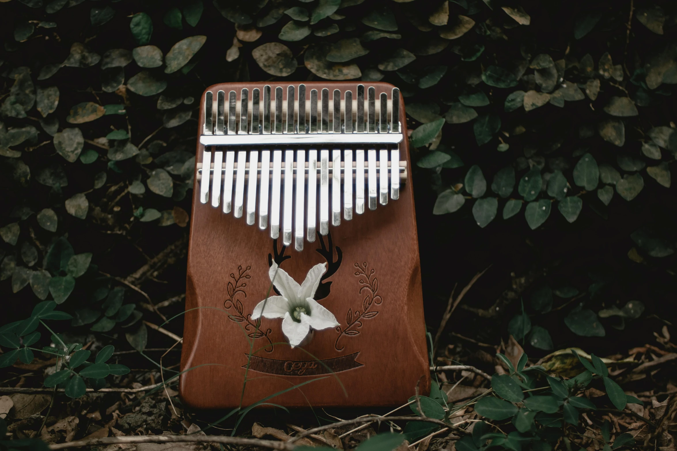 a musical instrument sitting on top of a brown bag, an album cover, inspired by Elsa Bleda, pexels contest winner, placed in a lush forest, musical organ, garis edelweiss, small horns