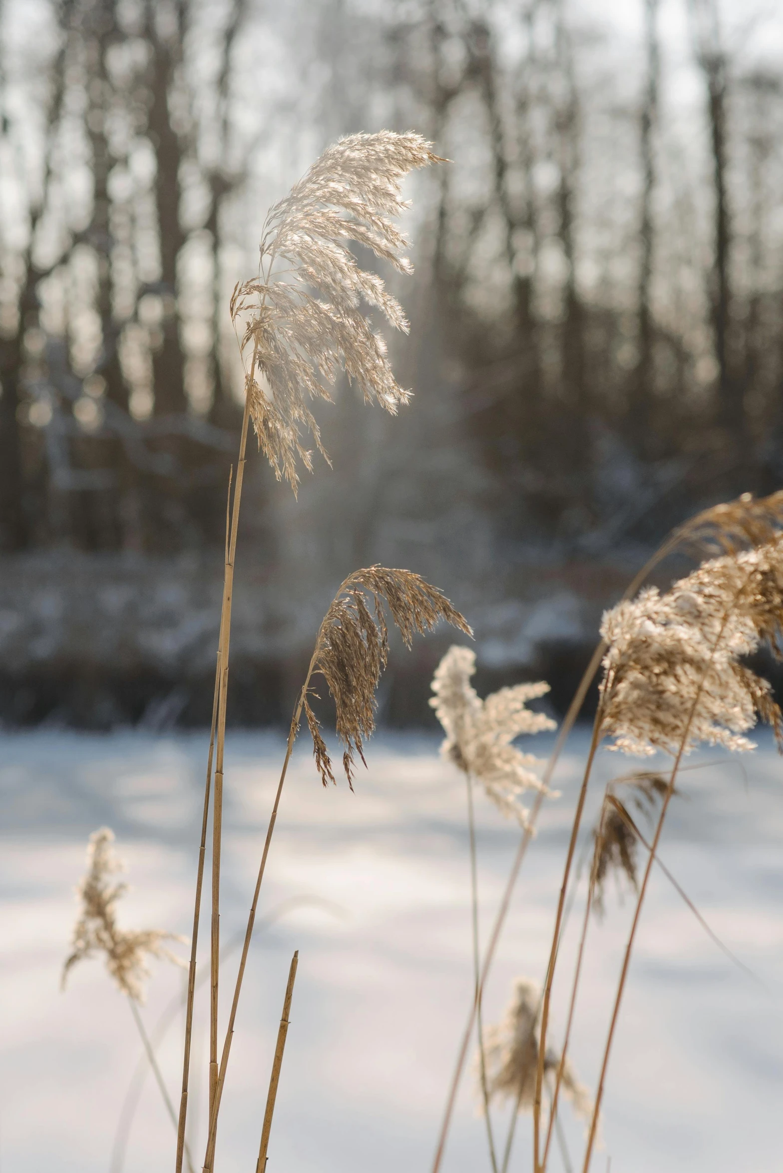 a bunch of tall grass sitting on top of a snow covered field, near a lake, sparkling in the sunlight, botanicals, gold