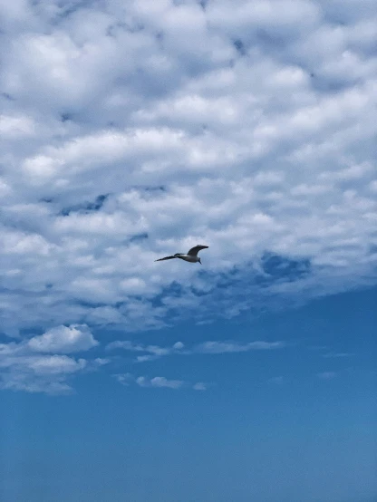 there is a bird that is flying in the sky, pexels contest winner, minimalism, under blue clouds, low quality photo, ansel ], vacation photo
