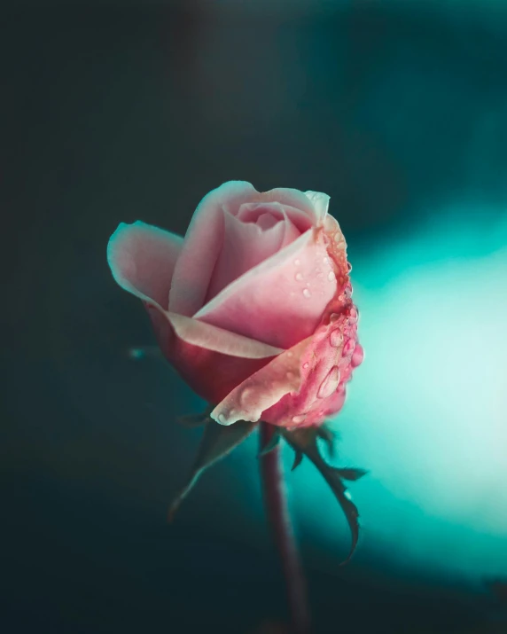 a pink rose sitting on top of a stem, an album cover, inspired by Elsa Bleda, trending on pexels, lgbtq, carnal ) wet, how pretty, longing