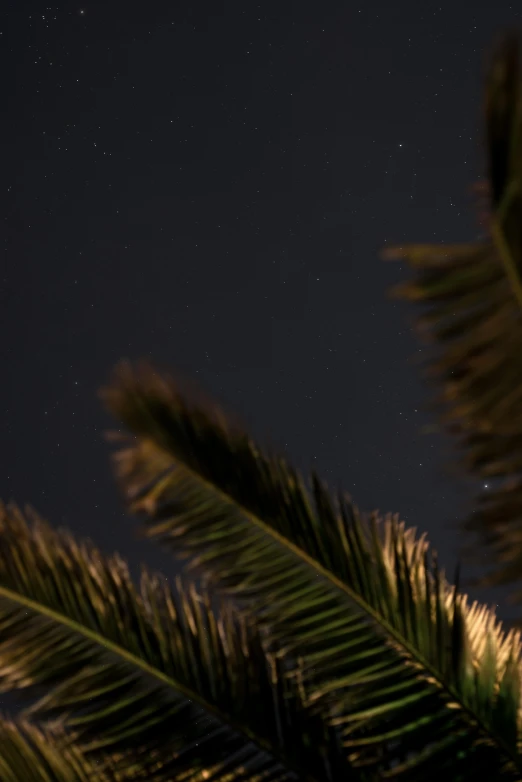 a palm tree with a full moon in the background, an album cover, unsplash, hurufiyya, dynamic lighting stars, feather, low quality photo, full frame image