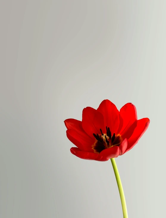 a close up of a red flower in a vase, a picture, unsplash, minimalism, 15081959 21121991 01012000 4k, plain background, tulip, on a gray background