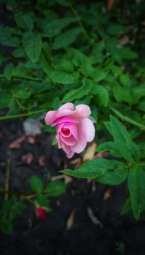 a pink rose sitting on top of a lush green plant, close to the camera, 15081959 21121991 01012000 4k, ((pink)), photo 8 k