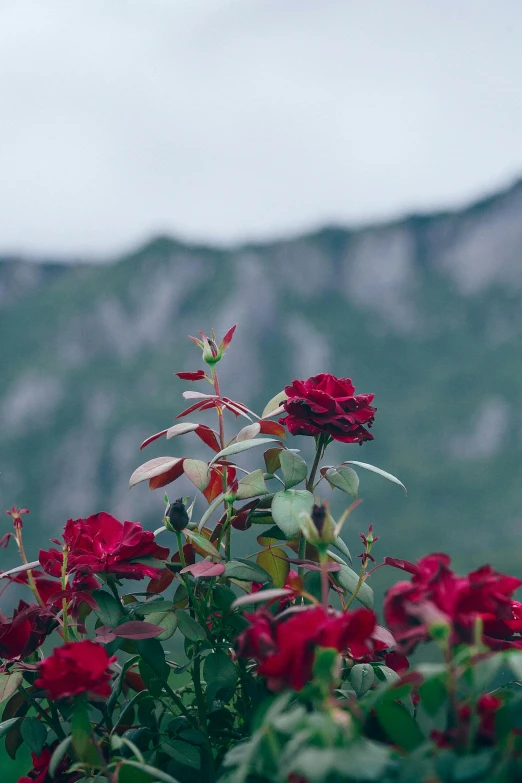 a red rose bush with mountains in the background, unsplash contest winner, romanticism, nice slight overcast weather, maroon, no cropping, tall