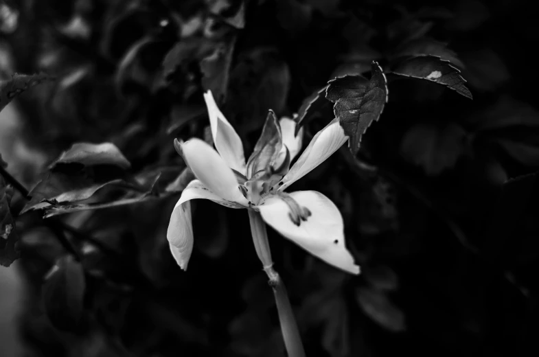 a black and white photo of a flower, a black and white photo, in the jungle. bloom, shot on sony a 7, magnolia, taken in the night