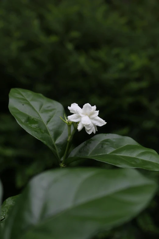 a white flower sitting on top of a green leaf, assam tea garden setting, alessio albi, colombian, jasmine