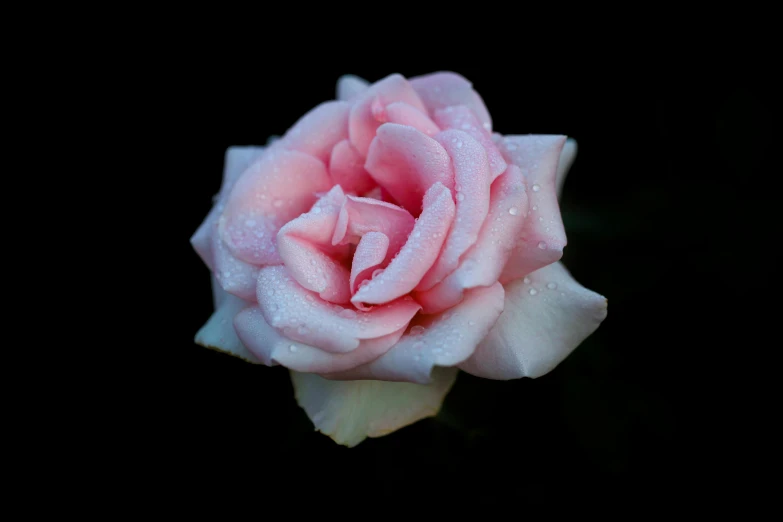 a pink rose with water droplets on it, unsplash, shot on sony alpha dslr-a300, modeled, frontal shot, high quality photo