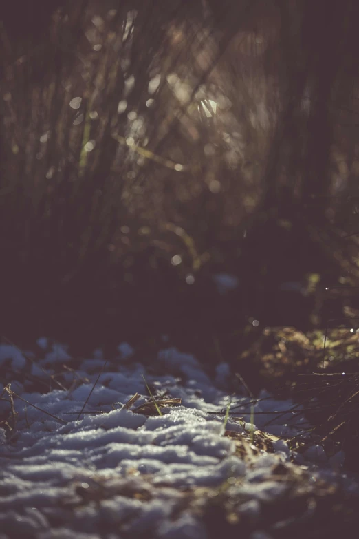 a fire hydrant sitting on top of a snow covered ground, inspired by Elsa Bleda, unsplash, forest light, rocky grass field, sun flares, in a dark forest low light