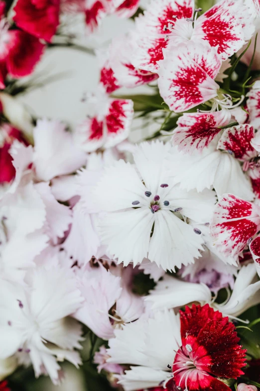 a close up of a bunch of red and white flowers, a macro photograph, by Elsie Few, trending on unsplash, romanticism, white and pink, silver red white details, carnation, lobelia