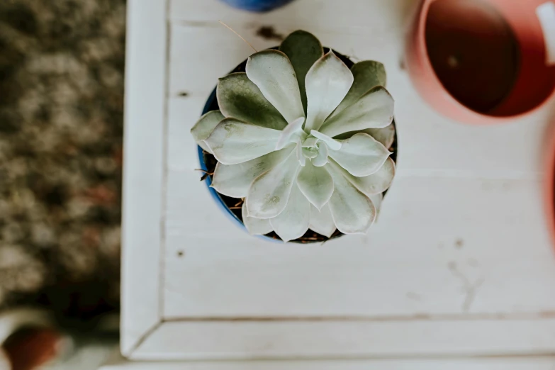 a potted plant sitting on top of a white table, by Carey Morris, pexels contest winner, soft blues and greens, high angle close up shot, on a wooden tray, cacti