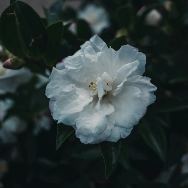 a close up of a white flower with green leaves, inspired by Elsa Bleda, trending on unsplash, shot on sony a 7, grey, instagram picture, single