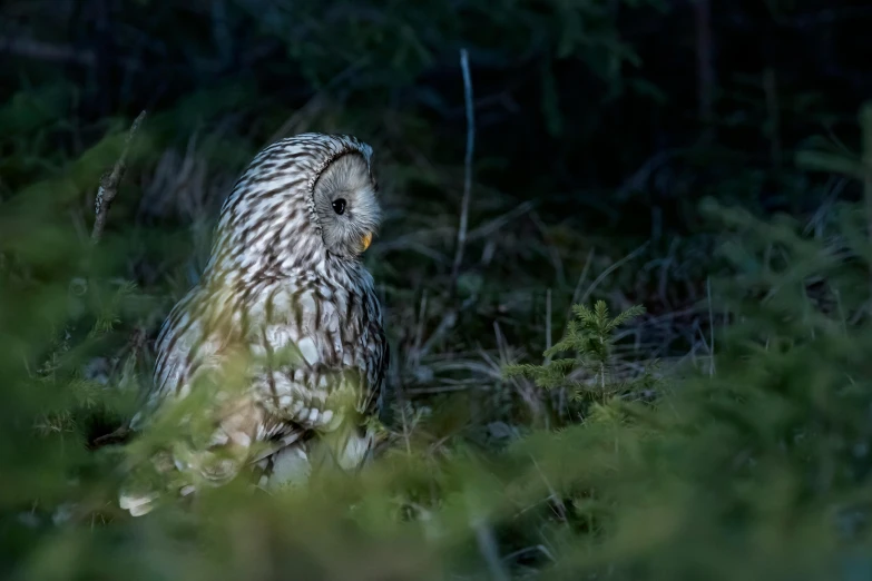 a bird that is sitting in the grass, by Jesper Knudsen, pexels contest winner, baroque, nite - owl, in an arctic forest, silver haired, hunting