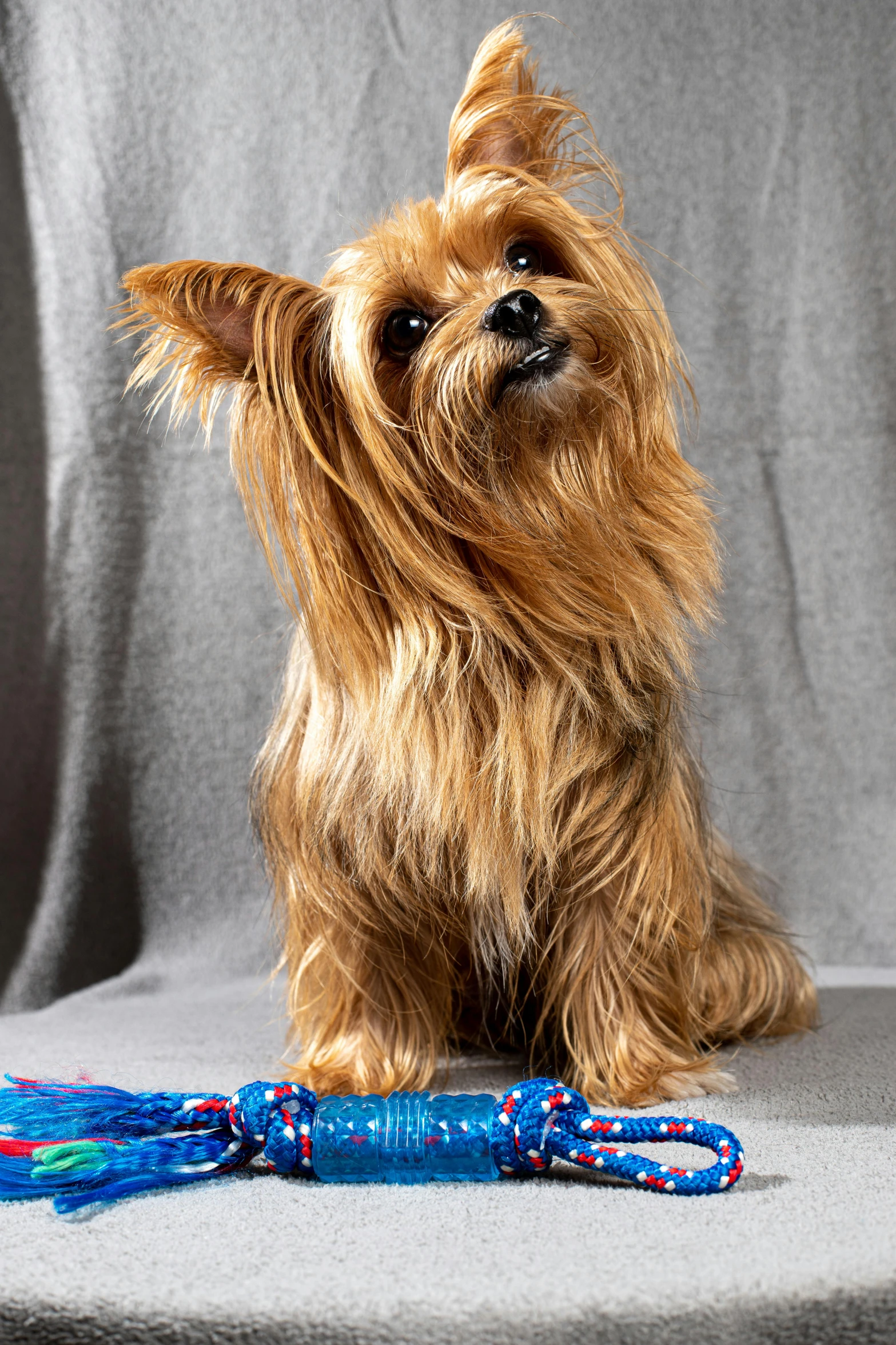 a small brown dog sitting next to a toy, ruffles tassels and ribbons, looking off to the side, promo photo, flag
