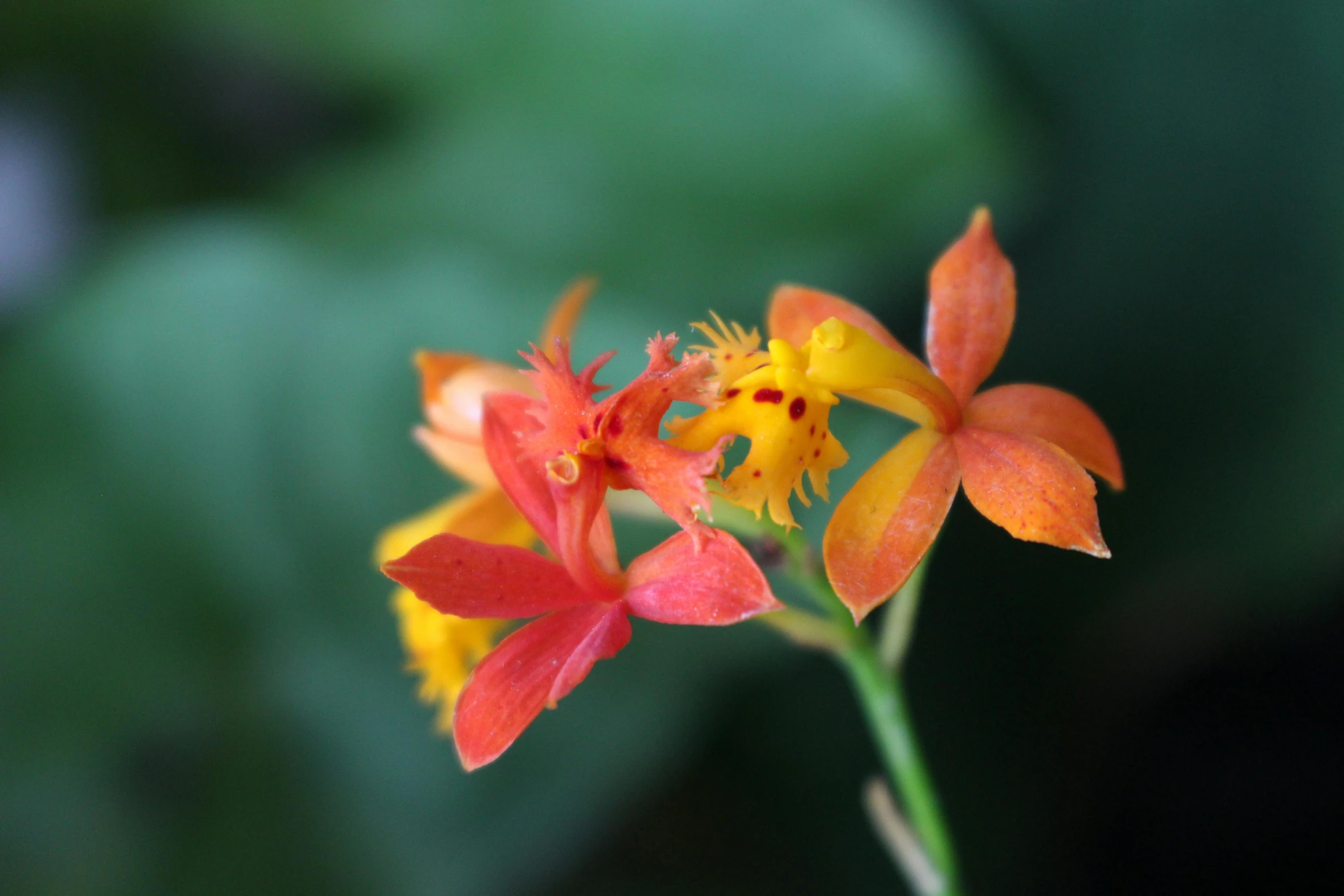 a close up of a red and yellow flower, overgrown with orchids, orange yellow ethereal, may 1 0, jamie coreth