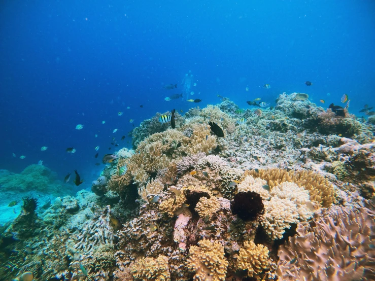 a group of fish swimming on top of a coral reef, by Jessie Algie, unsplash contest winner, hurufiyya, clear blue skies, philippines, 🦩🪐🐞👩🏻🦳, slightly tanned