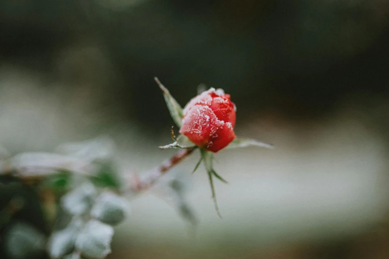 a red rose sitting on top of a leaf covered tree, a photo, trending on unsplash, frozen tear, plant sap, on a gray background, blushing