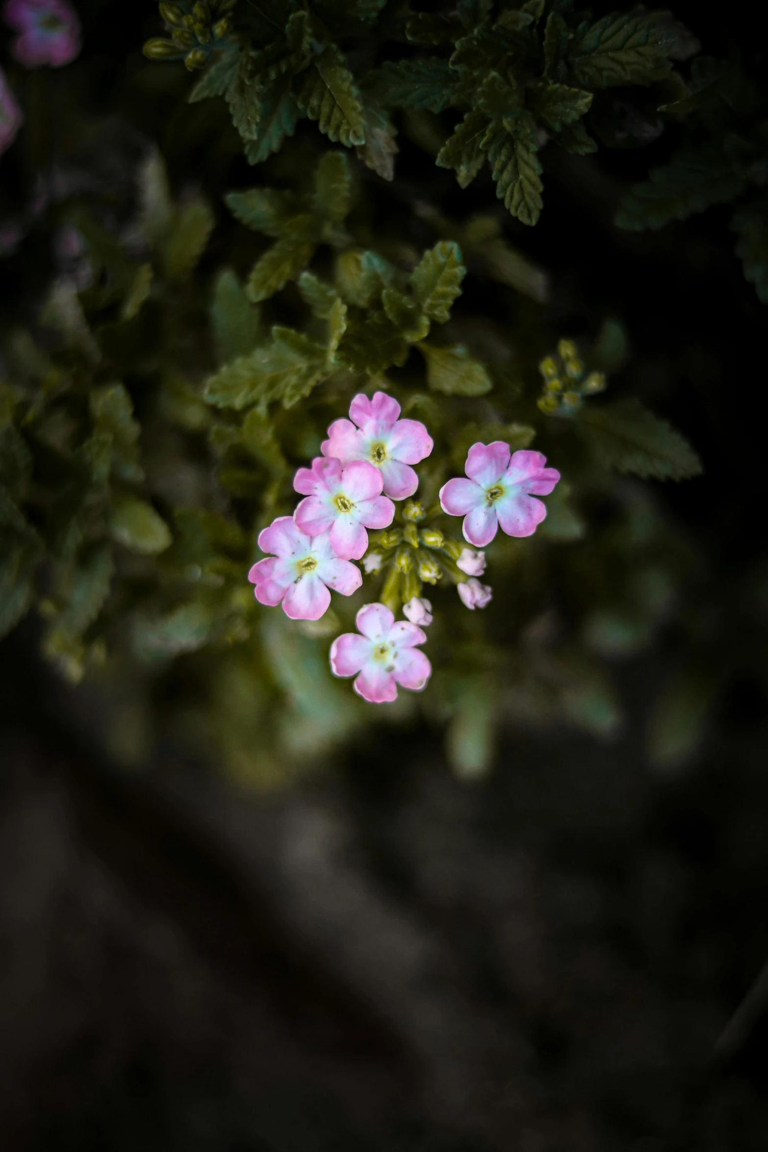 a small pink flower sitting on top of a lush green plant, unsplash, paul barson, verbena, low quality photo, night photo