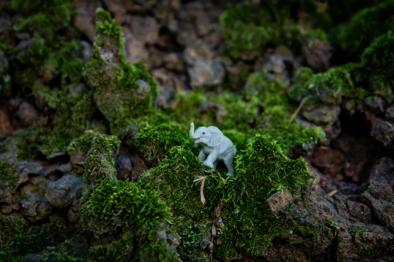 a small white animal sitting on top of a moss covered tree, a tilt shift photo, inspired by Steve McCurry, environmental art, elephant, found in a cave made of clay, high angle shot, grey