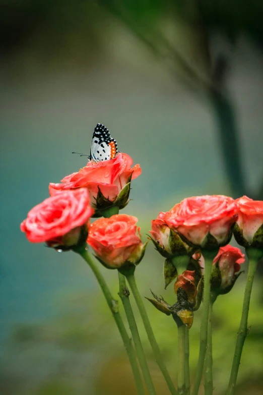 a close up of a flower with a butterfly on it, pexels contest winner, romanticism, small red roses, thawan duchanee, today\'s featured photograph 4k, pink orange flowers