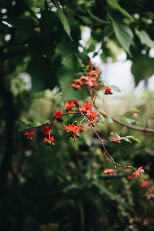 a bunch of red flowers hanging from a tree, unsplash, jungle vines, taiwan, bittersweet, a 35mm photo