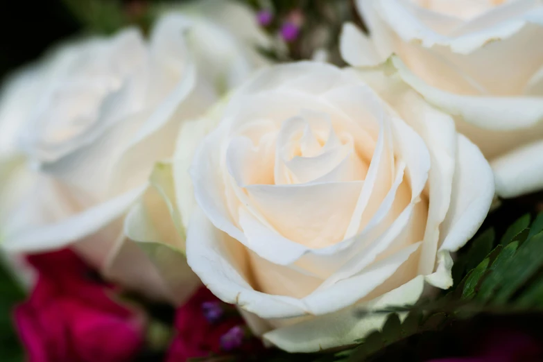 a close up of a bunch of white roses, comforting, carefully crafted, multicoloured, smooth details