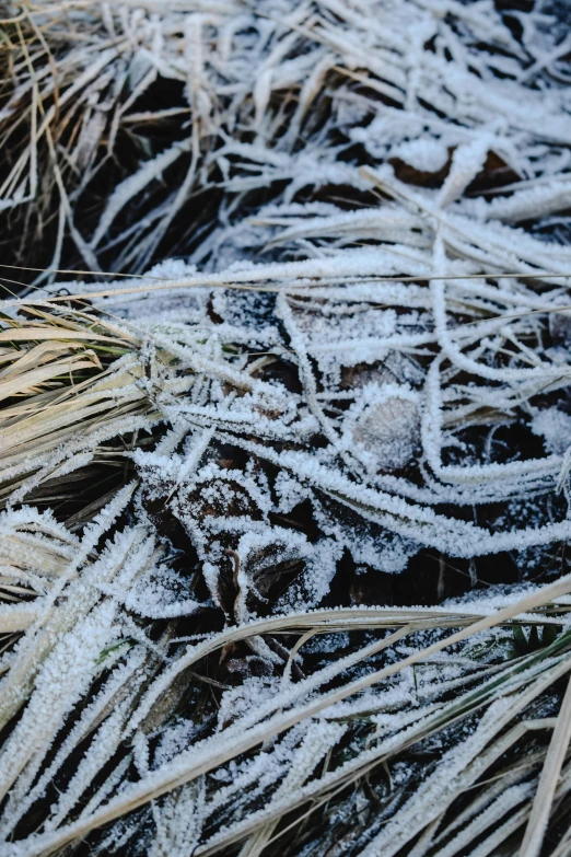 a pile of grass covered in frost next to a fire hydrant, trending on unsplash, land art, close up of single sugar crystal, thumbnail, thick cables on ground, full frame image