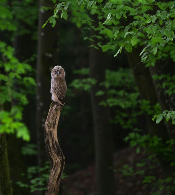 an owl perched on a branch in the woods, by Sebastian Spreng, hurufiyya, medium format. soft light, ignant, 8k)), may)