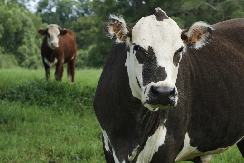 a brown and white cow standing on top of a lush green field, profile image, male and female, looking at camera, concerned