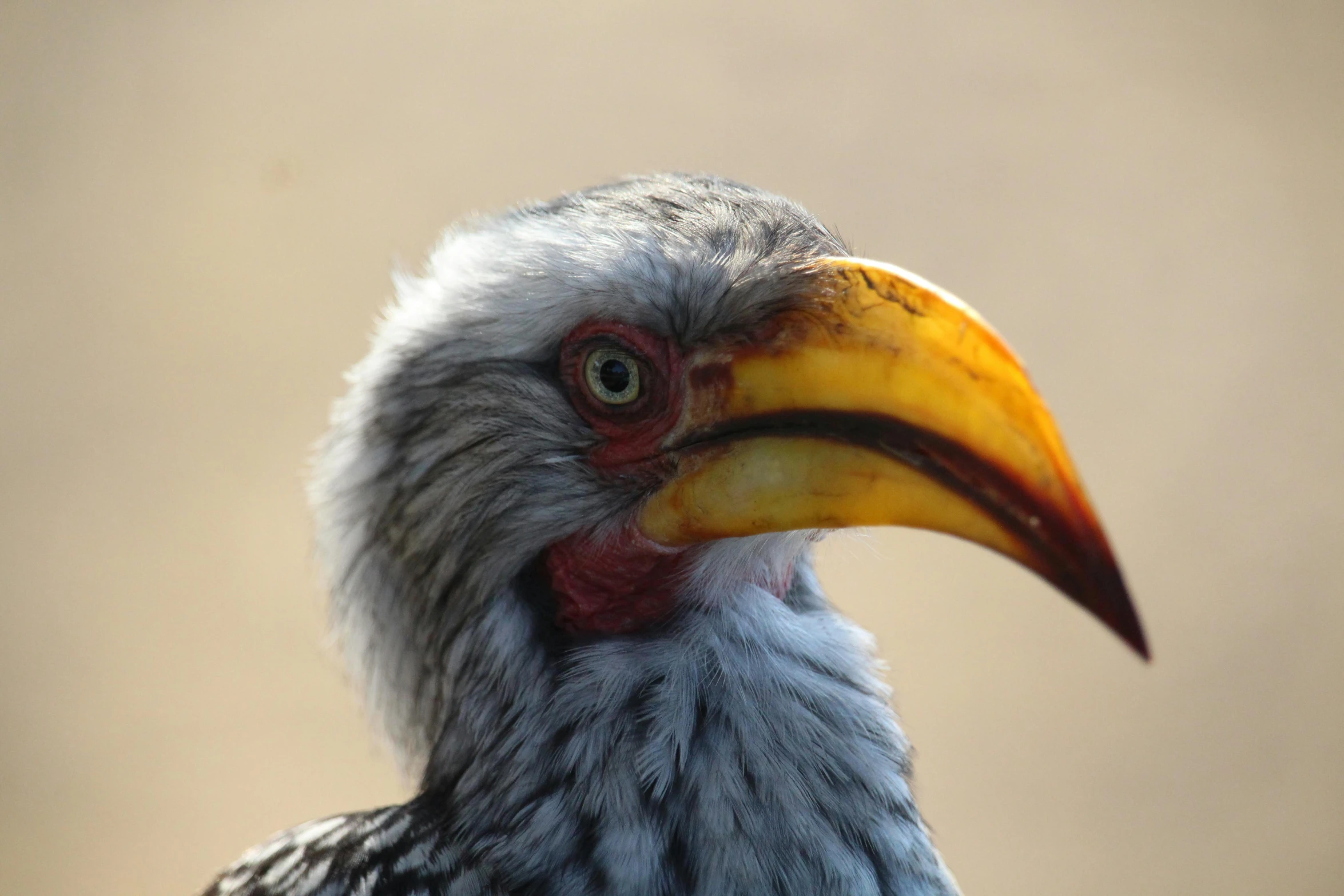 a close up of a bird with a yellow beak, pexels contest winner, 🦩🪐🐞👩🏻🦳, wrinkles, african sybil, taken in the late 2010s