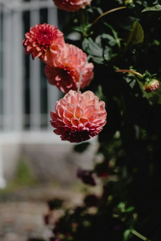 a white fire hydrant sitting next to a bunch of pink flowers, unsplash, romanticism, closeup giant dahlia flower head, in bloom greenhouse, colour photograph, faded red colors