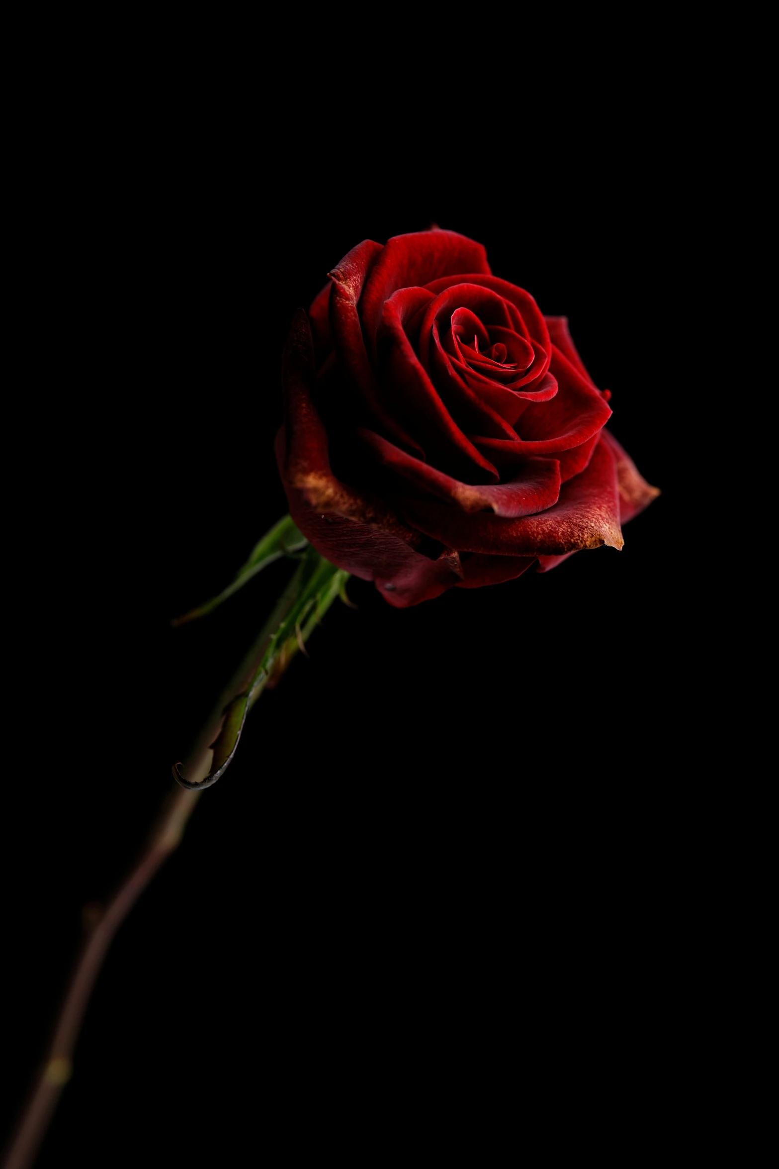 a single red rose against a black background, an album cover, pexels, istockphoto, stems, various posed, highdetailed