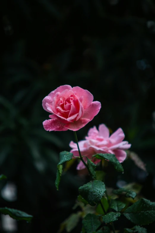 a couple of pink roses sitting next to each other, unsplash, paul barson, at evening during rain, 8 0 mm photo, ((pink))