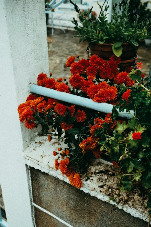 a bunch of flowers sitting on top of a window sill, unsplash, auto-destructive art, sewer pipe entrance, orange blooming flowers garden, soft grey and red natural light, background image