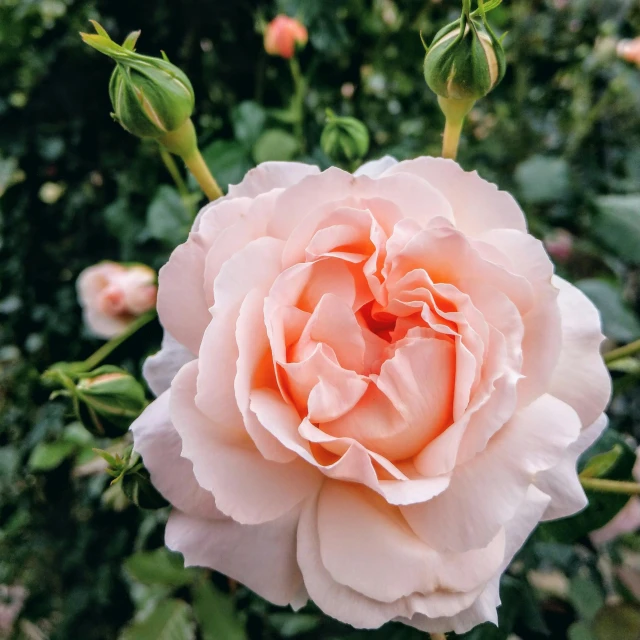 a pink rose is blooming in a garden, by Carey Morris, pexels contest winner, pale orange colors, jen atkin, light blush, ( ultra realistic