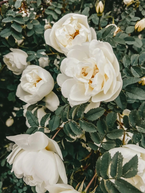 a bush of white roses with green leaves, by Kristin Nelson, trending on unsplash, instagram story, high quality photo, made of flowers and leaves, album