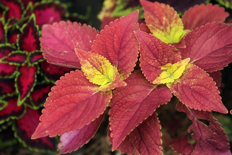 a close up of a plant with red and yellow leaves, mint, listing image, fan favorite, tropical flower plants